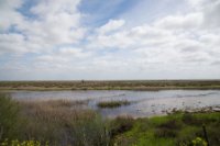 LBL2000326-1200  Meadow in Doñana National Park © Leif Bisschop-Larsen / Naturfoto