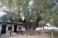 LBL2000356-1200  Very old olive-tree in El Rocío © Leif Bisschop-Larsen / Naturfoto