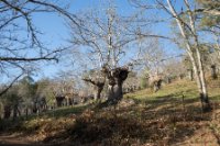 LBL2000430-1200  Chestnut grove, Castaño del Robledo © Leif Bisschop-Larsen / Naturfoto