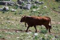 LBL2000462-1200  Andalucian cow, Llanos de Libar © Leif Bisschop-Larsen / Naturfoto
