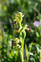 LBL2000475-1200  Sombre Bee Orchid (Ophrys fusca), Garganta Verde © Leif Bisschop-Larsen / Naturfoto