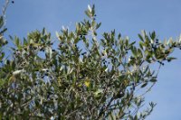 LBL2000482-1200  Wild Olive (Olea europaea) © Leif Bisschop-Larsen / Naturfoto