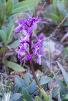 LBL2000497-1200  Lange's Orchid (Orchis langei ?), Garganta Verde  © Leif Bisschop-Larsen / Naturfoto
