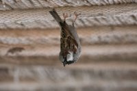 LBL2000598-1200  House Sparrow (Passer domesticus) in funny position © Leif Bisschop-Larsen / Naturfoto