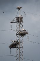 LBL2000637-1200  White Stork (Ciconia ciconia)occupying high voltage pylon © Leif Bisschop-Larsen / Naturfoto