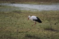 LBL2000656-1200  White Stork (Ciconia ciconia) © Leif Bisschop-Larsen / Naturfoto