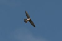 LBL2000673-1200  Lesser Kestrel (Falco naumanni) © Leif Bisschop-Larsen / Naturfoto