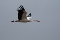 LBL2000728-1200  White Stork (Ciconia ciconia), Dehesa de Abajo © Leif Bisschop-Larsen / Naturfoto