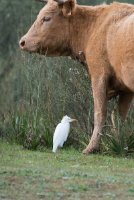 LBL2000806-1200  Cattle Egret (Bubulcus ibis), Dehesa de Abajo © Leif Bisschop-Larsen / Naturfoto