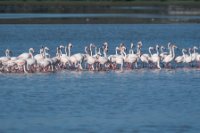 LBL2000902-1200  Greater Flamingo (Phoenicopterus roseus) © Leif Bisschop-Larsen / Naturfoto