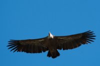 LBL2001086-1200  Griffon Vulture (Gyps fulvus) © Leif Bisschop-Larsen / Naturfoto