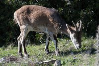 LBL2001199-1200  Spanish Ibex (Capra pyrenaica), Garganta Verde © Leif Bisschop-Larsen / Naturfoto