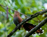  Squirrel Cuckoo, Piaya cayana. ©Leif Bisschop-Larsen / Naturfoto