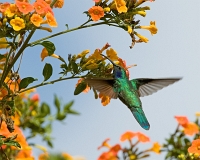  Green Violet-Ear, Colibri thalassinus. ©Leif Bisschop-Larsen / Naturfoto
