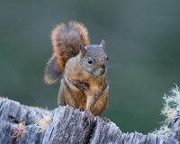  Red-Tailed Squirrel, Sciurus granatensis. ©Leif Bisschop-Larsen / Naturfoto