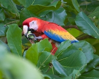  Scarlet Macaw, Ara macao. ©Leif Bisschop-Larsen / Naturfoto