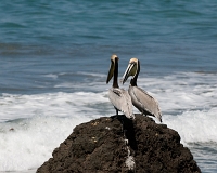  Brown Pelican, Pelecanus occidentalis. ©Leif Bisschop-Larsen / Naturfoto