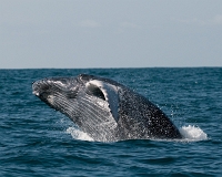  Humpback Whale, Megaptera novaeangliae. ©Leif Bisschop-Larsen / Naturfoto