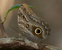  Owl Butterfly, Caligo eurilochus. ©Leif Bisschop-Larsen / Naturfoto