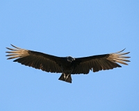  Black Vulture, Coragyps atratus. ©Leif Bisschop-Larsen / Naturfoto