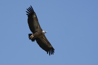  Gåsegrib, Gyps fulvus. Griffon Vulture. © Leif Bisschop-Larsen
