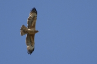  Høgeørn, Hieraaetus faasciatus. Bonelli's Eagle. © Leif Bisschop-Larsen