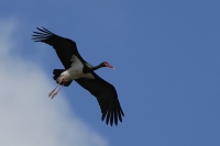  Sort Stork, Ciconia nigra. Black Stork. © Leif Bisschop-Larsen
