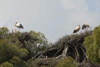  Hvid Stork, Ciconia ciconia, koloni i Pinjer. White Stork, colony in Stone-Pine. © Leif Bisschop-Larsen