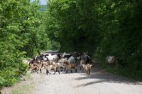 LBL1703582-1200  Goats crossing road in Macedonia. ©Leif Bisschop-Larsen / Naturfoto.