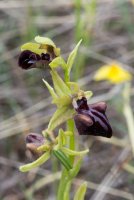 LBL1703645-1200  Ophrys mammosa, Vitachevo, Macedonia. ©Leif Bisschop-Larsen / Naturfoto.
