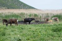 LBL1703846-1200  The local breed of cattle together with introduced buffalo at Agios Achilleios, Prespa. © Leif Bisschop-Larsen / Naturfoto.