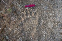 LBL1703895-1200  Foot-print of bear (knife is 9,0 cm long), Mt. Devas, Prespa. © Leif Bisschop-Larsen / Naturfoto.