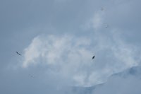 LBL1704137-1200  Griffon Vulture, Gyps fulvus, soaring over Vitachevo. ©Leif Bisschop-Larsen / Naturfoto.