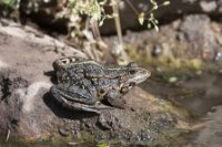 LBL1704152-1200  Marsh Frog, Rana ridibunda. Vitachevo, Macedonia. © Leif Bisschop-Larsen / Naturfoto.