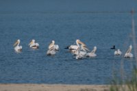 LBL1704341-1200  Great White Pelican, Pelecanus onocrotalus and Dalmatian Pelican, Pelecanus crispus. Prespa. © Leif Bisschop-Larsen / Naturfoto.