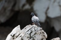 LBL1704515-1200  Rock Pigeon, Columba livia. Prespa. © Leif Bisschop-Larsen / Naturfoto.