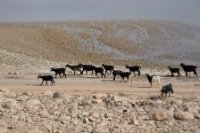 LBL2400138-1200  Goats at Barrage el Mansour Eddhabi © Leif Bisschop-Larsen / Naturfoto