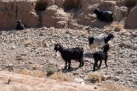 LBL2400160-1200  Goats © Leif Bisschop-Larsen / Naturfoto