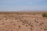 LBL2400163-1200  Herd of sheep © Leif Bisschop-Larsen / Naturfoto