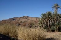 LBL2400181-1200  Oase south of Ouarzazate © Leif Bisschop-Larsen / Naturfoto