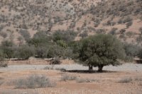 LBL2400185-1200  Argan trees, Souss Valley © Leif Bisschop-Larsen / Naturfoto