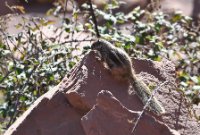 LBL2400251-1200  Barbary Ground Squirrel © Leif Bisschop-Larsen / Naturfoto