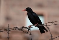 LBL2400266-1200  Red-billed Chough © Leif Bisschop-Larsen / Naturfoto