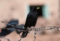 LBL2400272-1200  Alpine Chough © Leif Bisschop-Larsen / Naturfoto