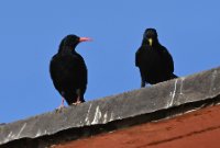 LBL2400287-1200  Red-billed and Alpine Chough © Leif Bisschop-Larsen / Naturfoto