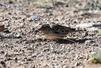 LBL2400297-1200  Rock Sparrow © Leif Bisschop-Larsen / Naturfoto