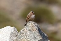 LBL2400320-1200  African Crimson-winged Finch © Leif Bisschop-Larsen / Naturfoto