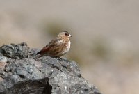 LBL2400357-1200  African Crimson-winged Finch © Leif Bisschop-Larsen / Naturfoto