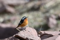 LBL2400378-1200  Moussier's Redstart © Leif Bisschop-Larsen / Naturfoto