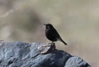 LBL2400408-1200  Black Wheatear © Leif Bisschop-Larsen / Naturfoto